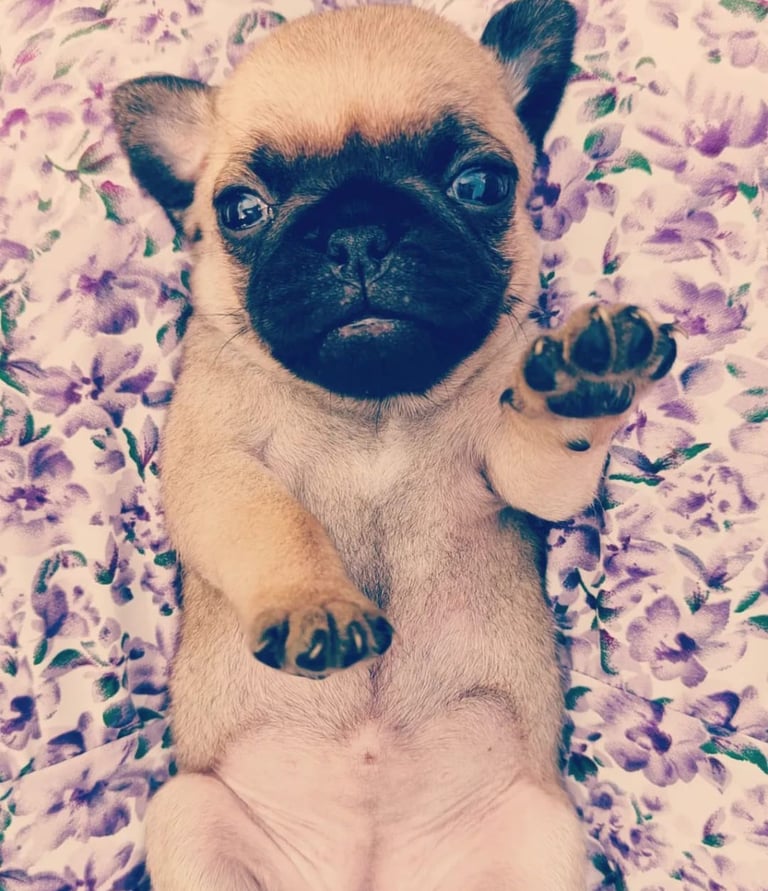 a pug dog puppy carlin chien élevage