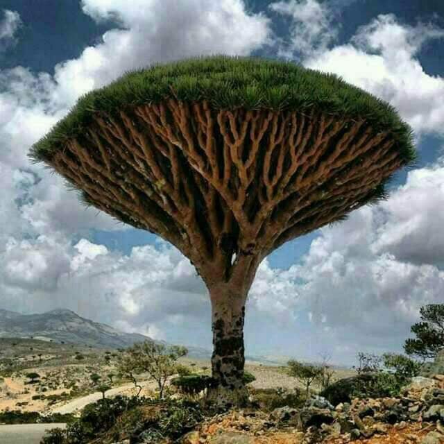 Socotra Guide