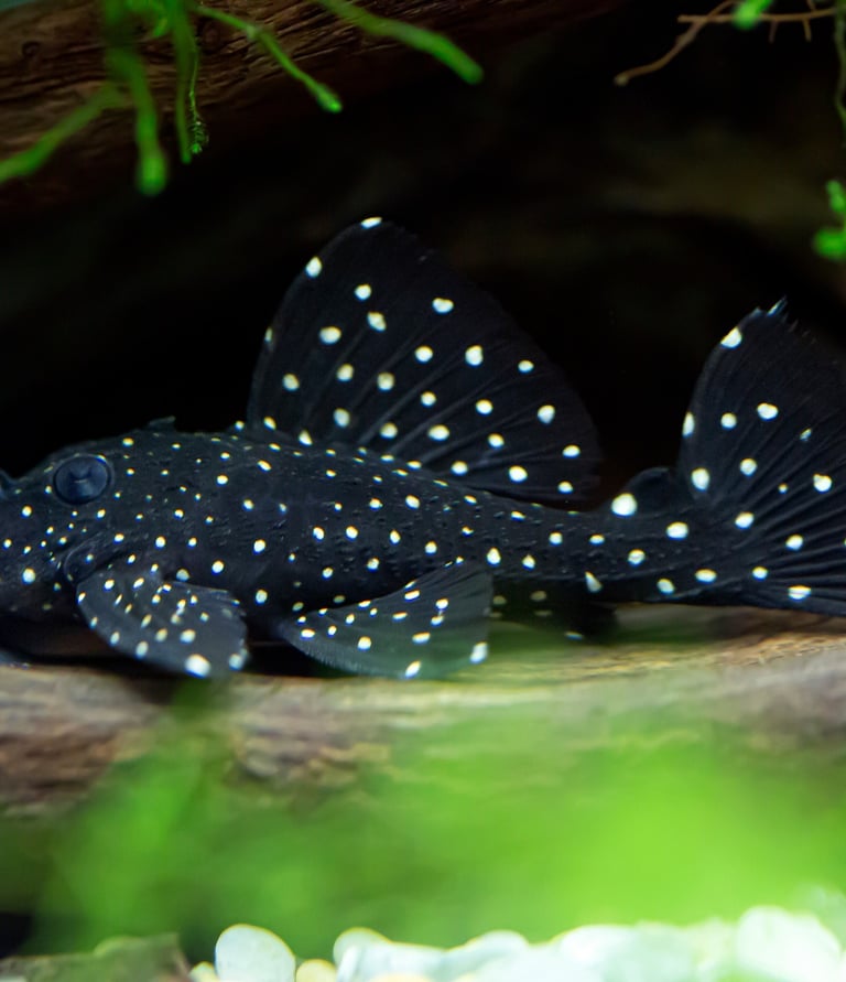 a pleco fish with polka dots on it, plecotomus, algae eater