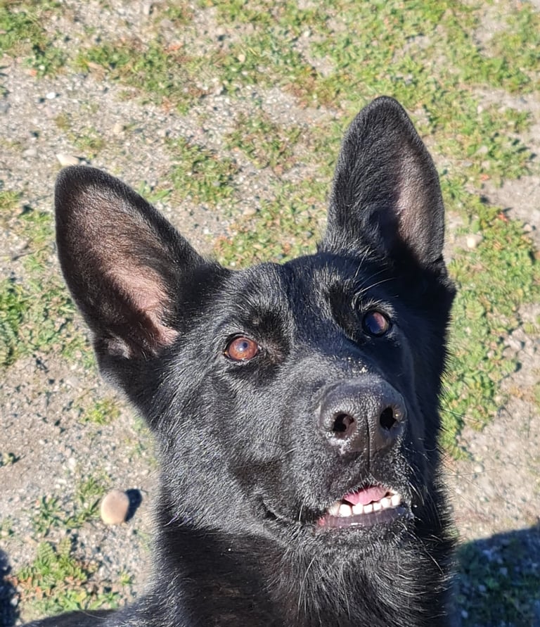 a dog is looking up at the camera