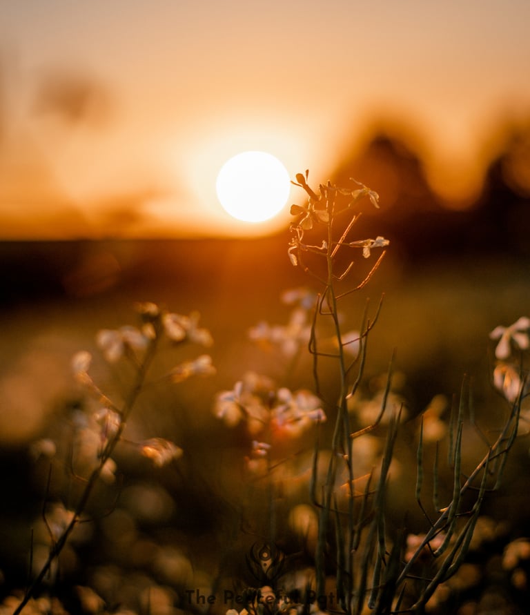 sun set flower field