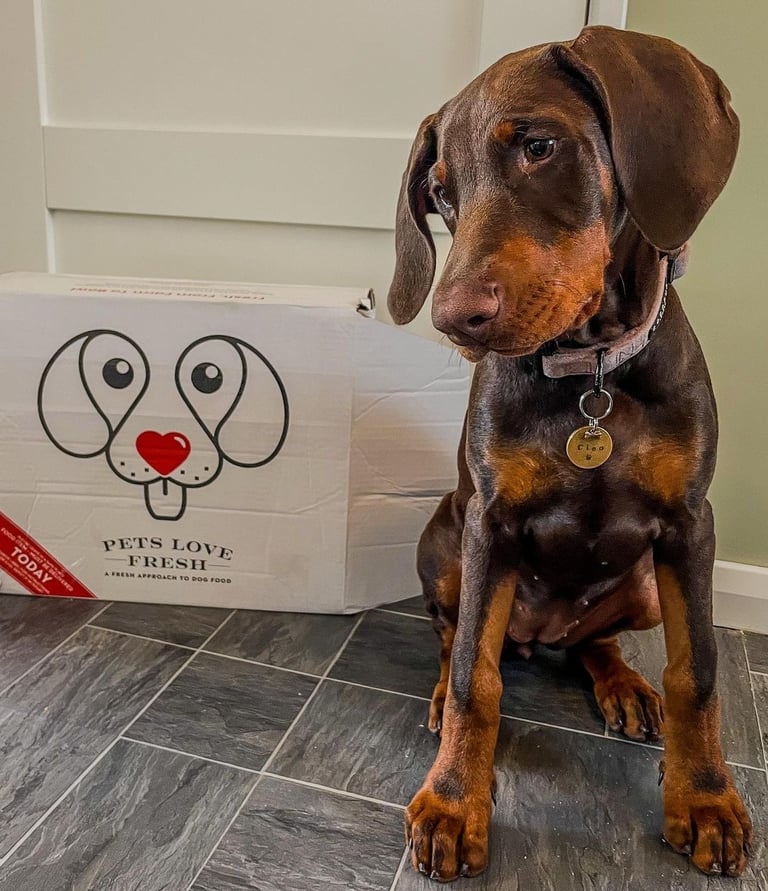 Doberman Puppies for Sale