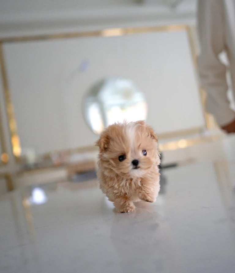 Maltipoo Puppies for Sale