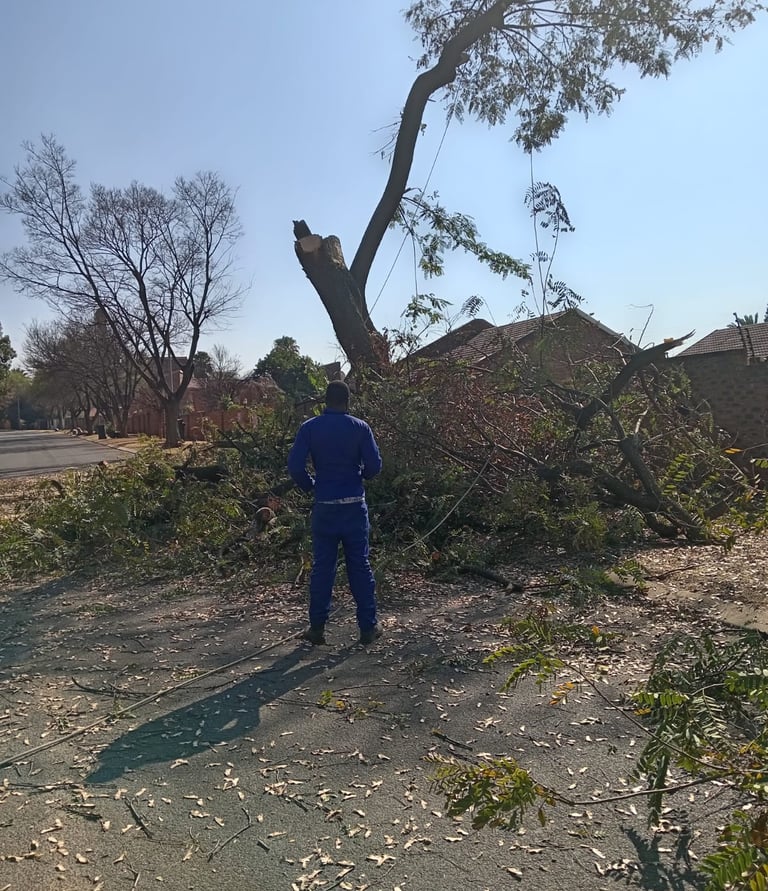 Cutting and Stump removal in Edenval, Johannesburg