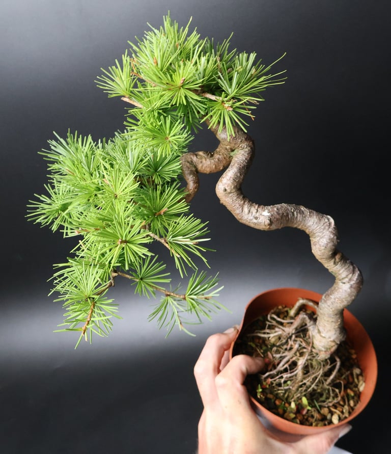 Shop online Bonsai Trees UK Delivered Japanese mini yamadori gift pine larch yew cascade literati Shohin mame pots tools wire