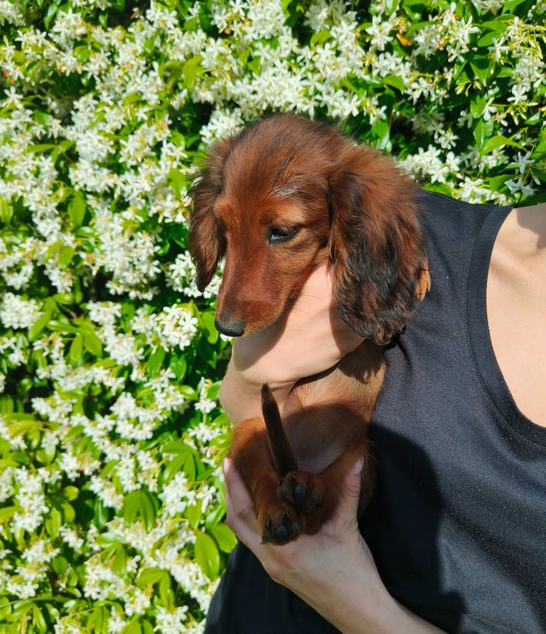 bassotto pelo lungo fulvo kaninchen