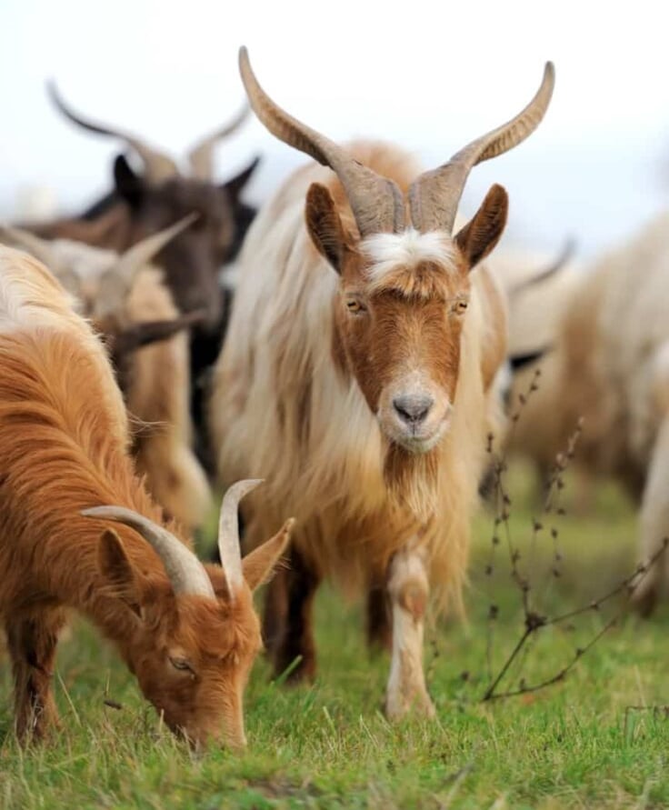 Kashmir Goats