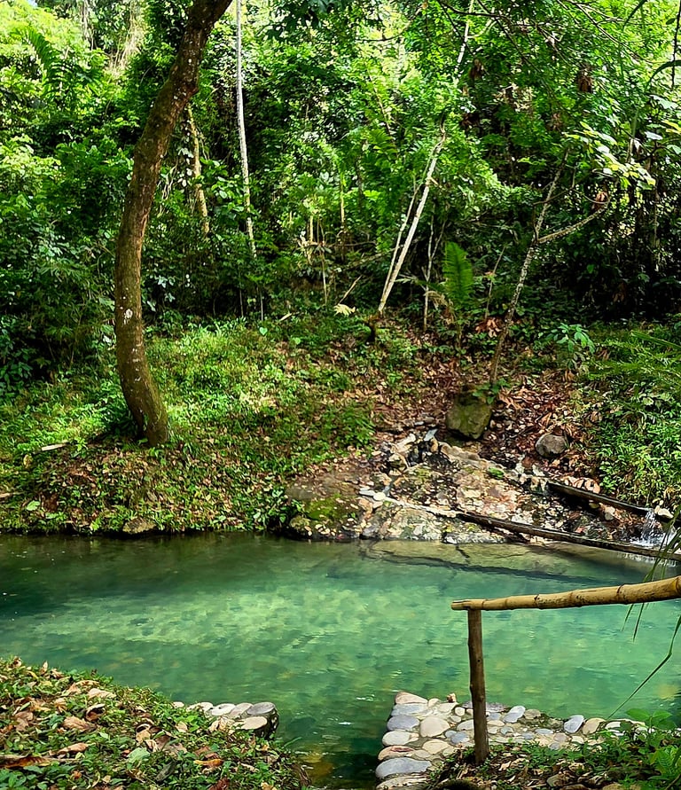 a hot stream running through a lush green forest