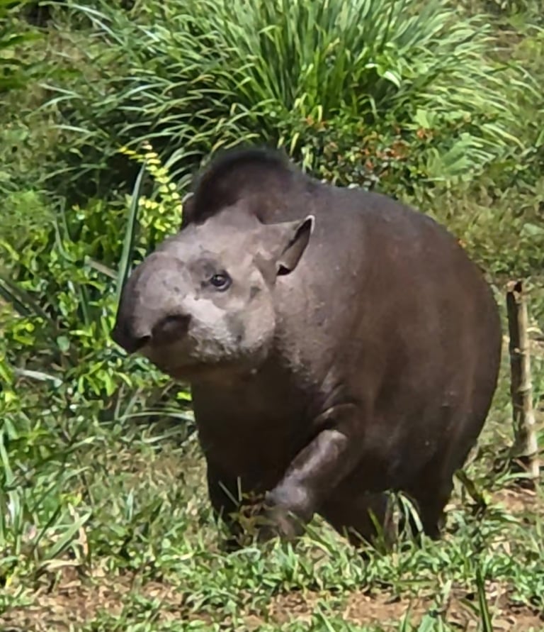 Tapir