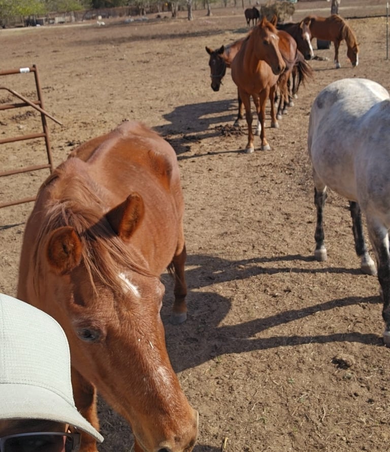 a man in a hat and sunglasses standing in front of horses