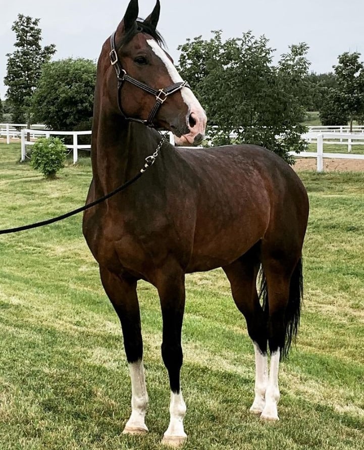 Atendimento veterinário equino para preservação do valor do investimento