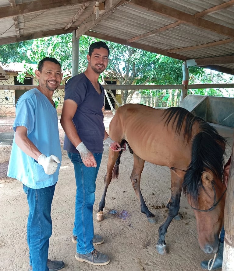 Veterinário especializado cuidando da saúde de cavalo de competição
