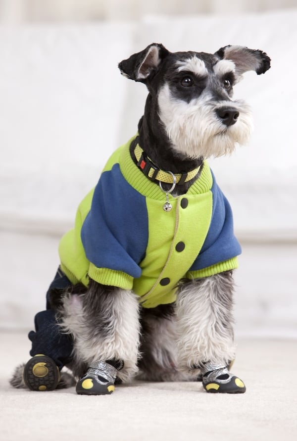 Un Schnauzer miniatura negro y plateado que lleva una chaqueta para perros verde y azul y botas