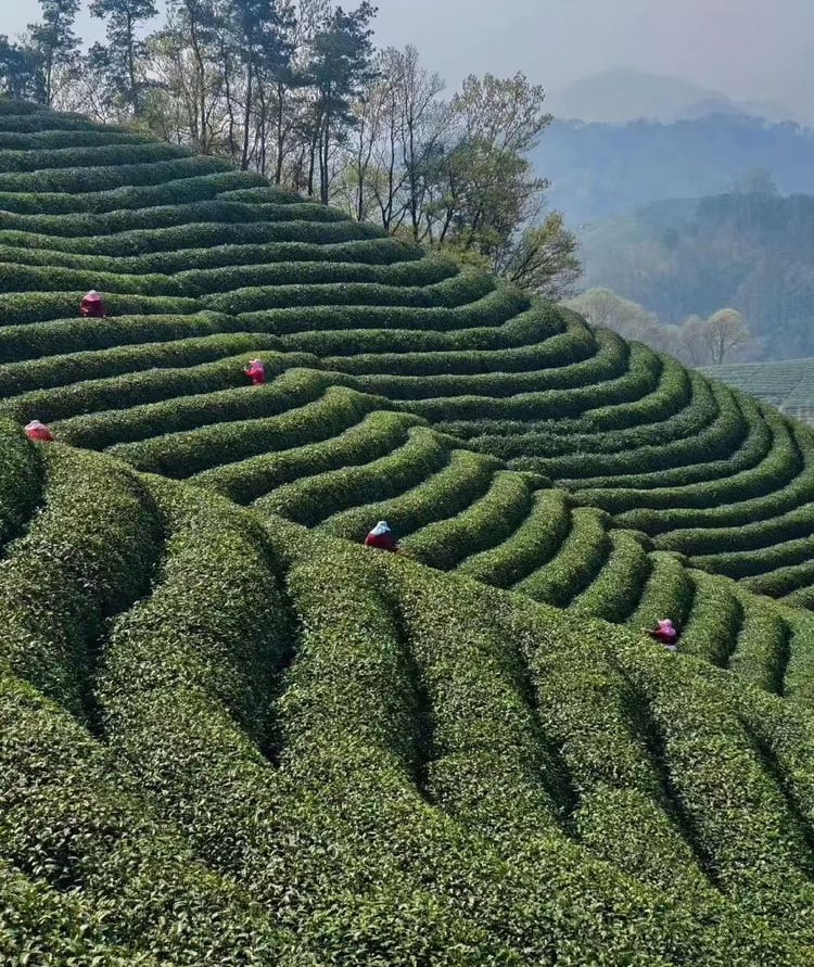 Xinyang tea garden in Henan China