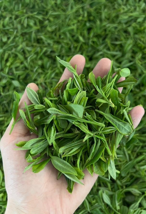 Premium Chinese green tea from Xinyang
