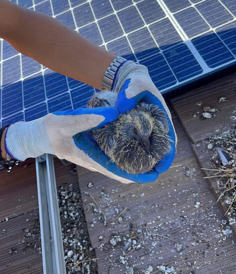 A Person removing a baby Pigeon under Solar Panels