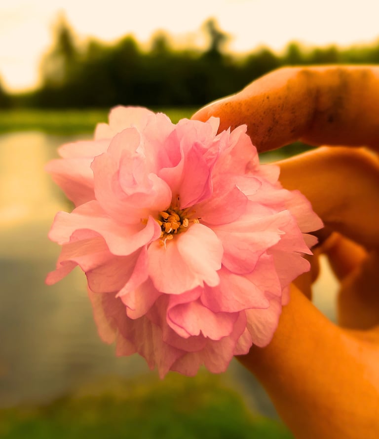 Hand holding pink flower to reflect inspiration, down to earth, sharing wisdom, nature.