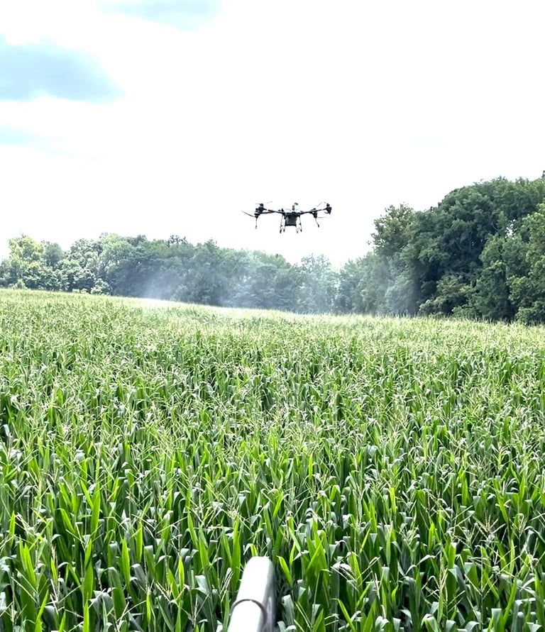 Drone Spraying Corn