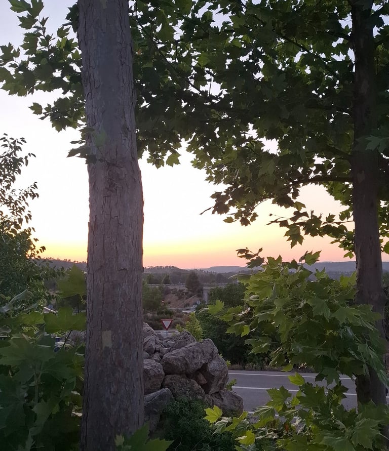 La naturaleza, árboles y atardecer