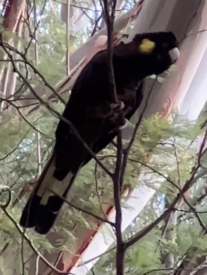 A yellow feather black cockatoo sitting on a branch in the forest
