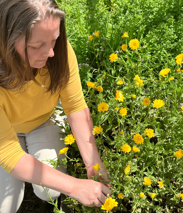 A herbalist picking Calendula flowers with Oregano in the back ground