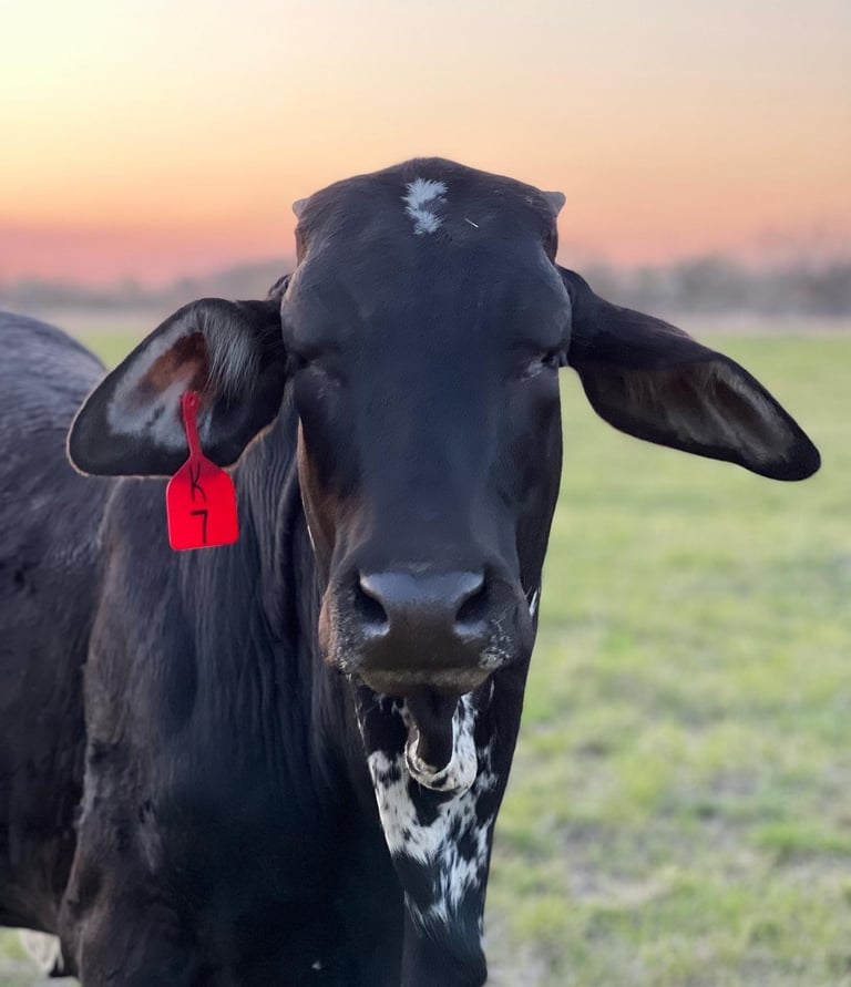 KCC Black Brahman