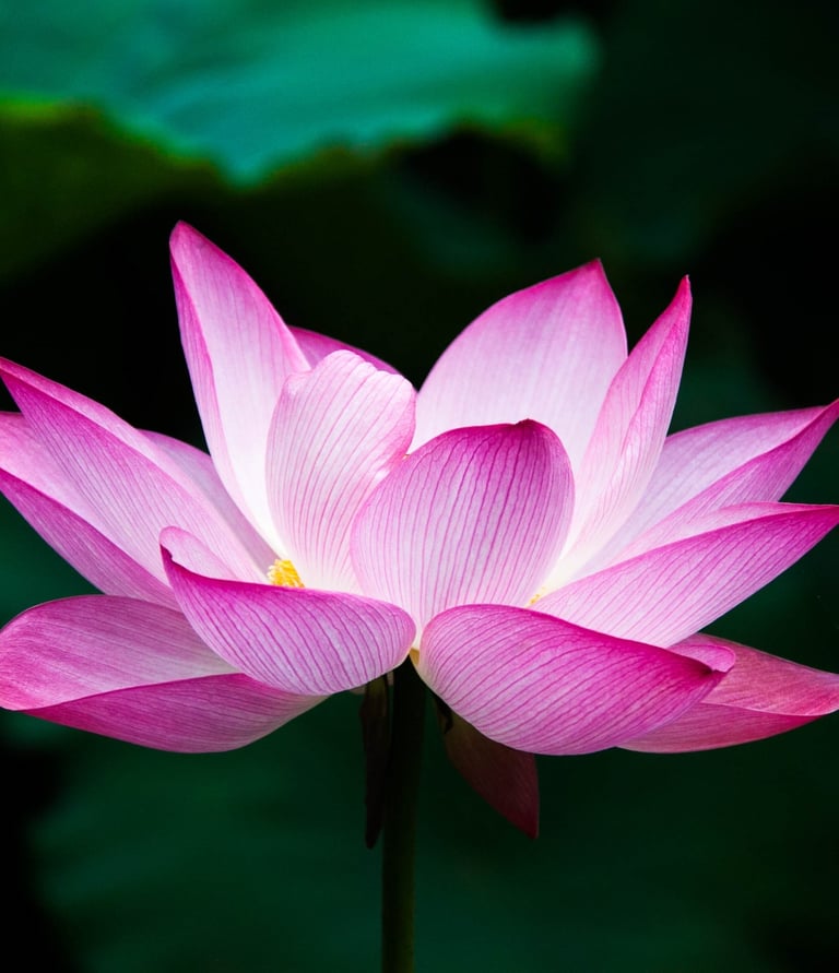 Lotus Flower by Hong Zhang. Source: Wikimedia Commons