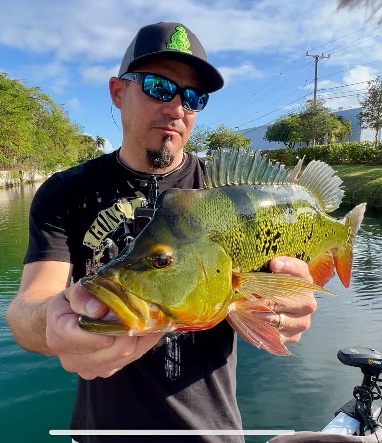 Captura de pavón en Miami