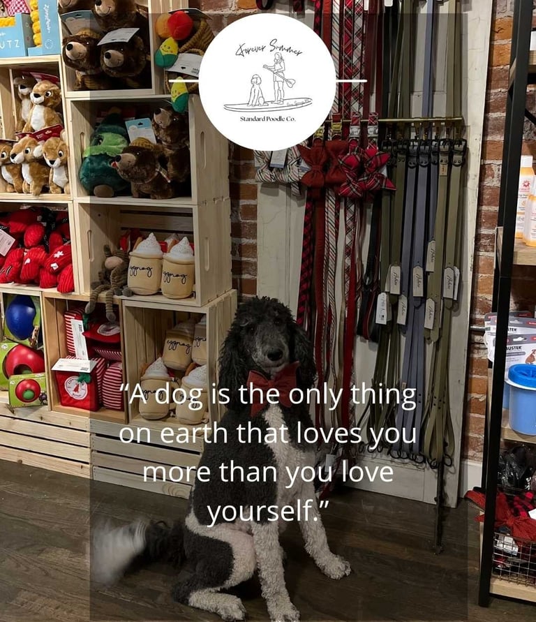 a poodle sitting on a wooden floor in a store