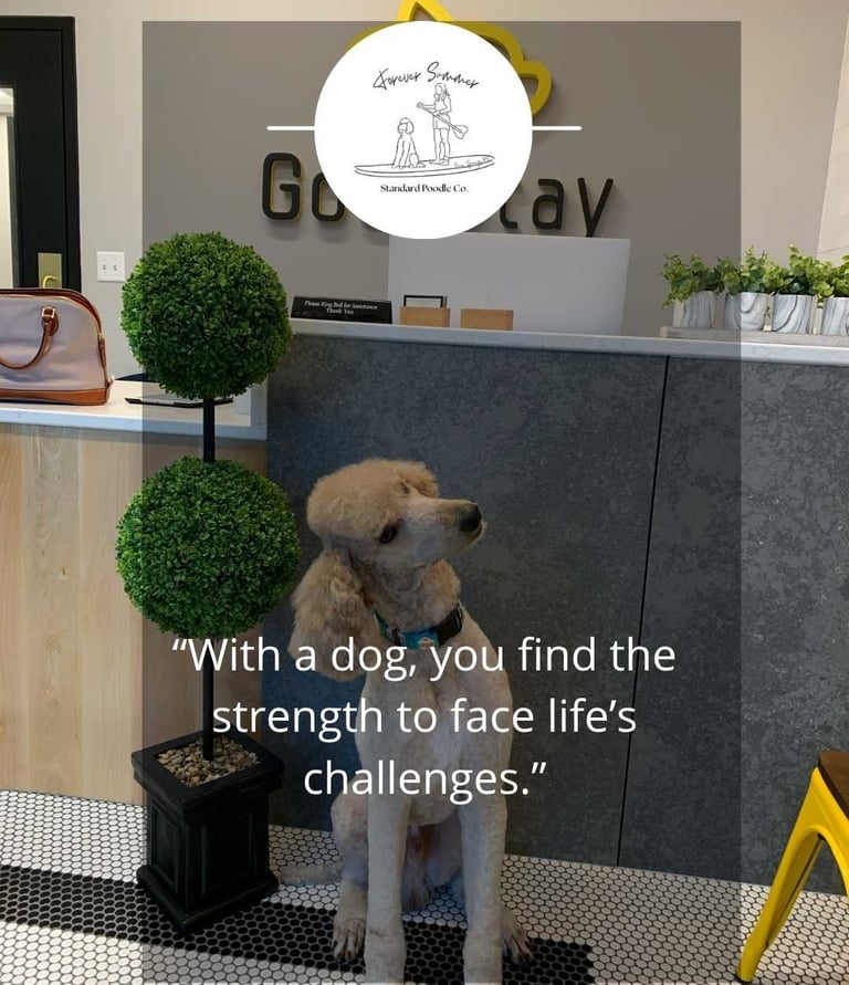 Forever Summer Poodle in vet office