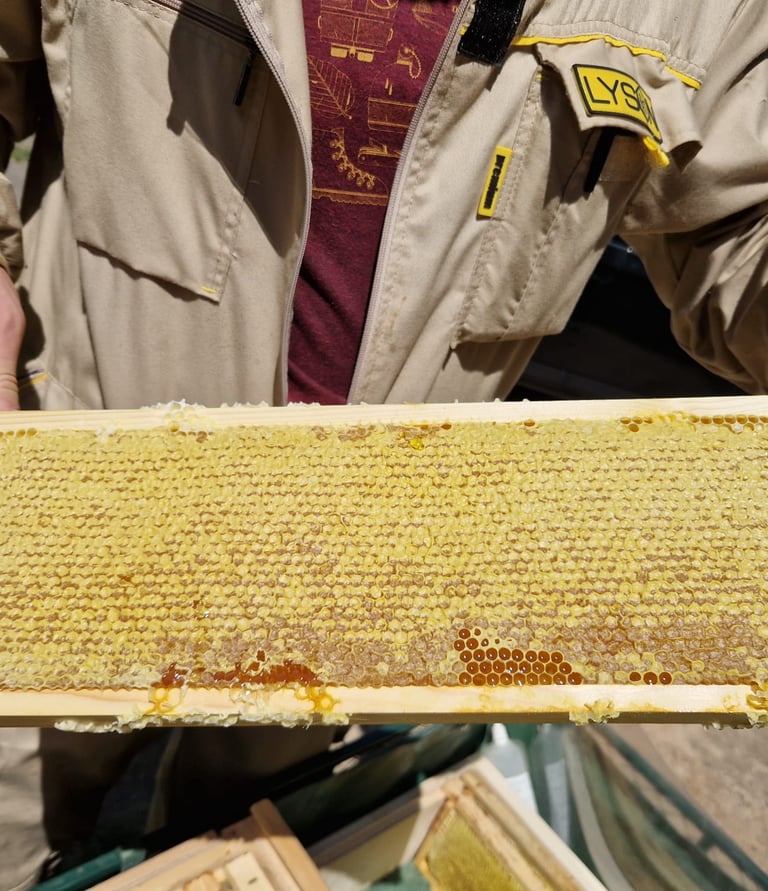 a man holding honey comb