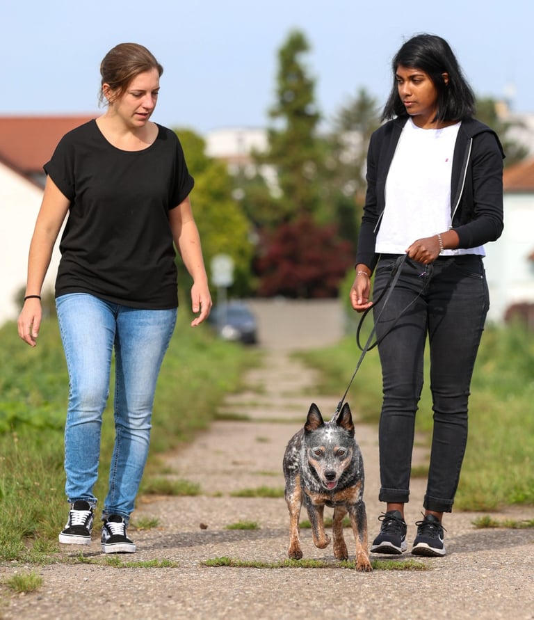 RIKA Verhaltensberatung für Hunde beim Einzeltraining in Wiesental