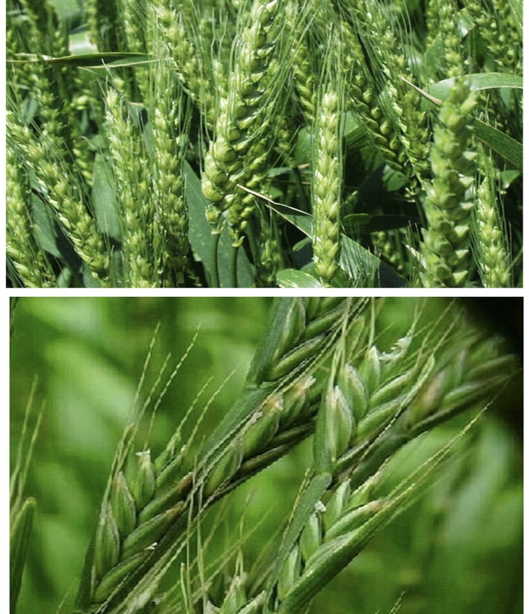 Click na imagem para ver o conteúdo!