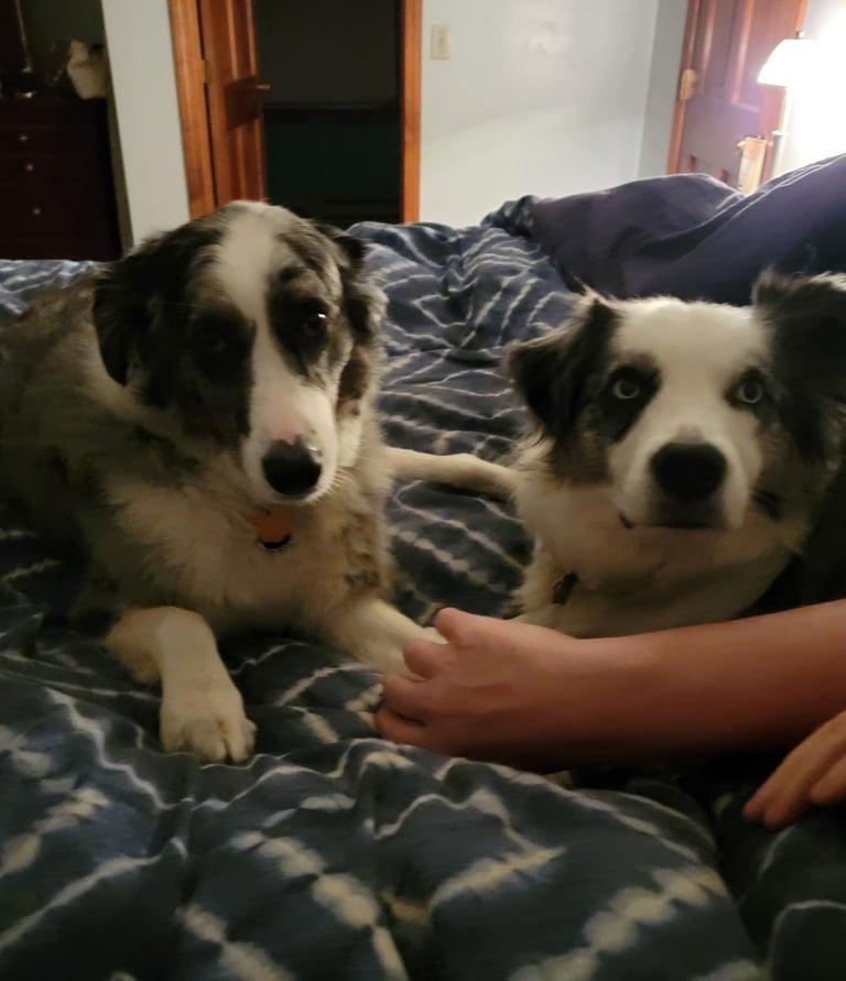 Dog Walking Clients, Sammy & Nora