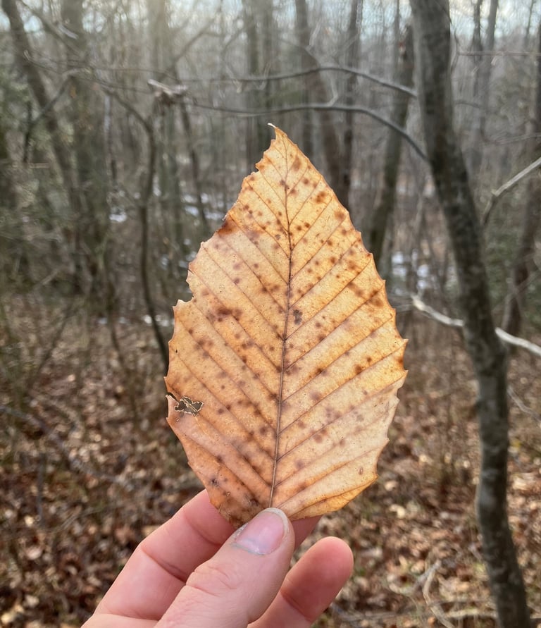 Hand holding a dried brown beech leaf in a winter forest setting.