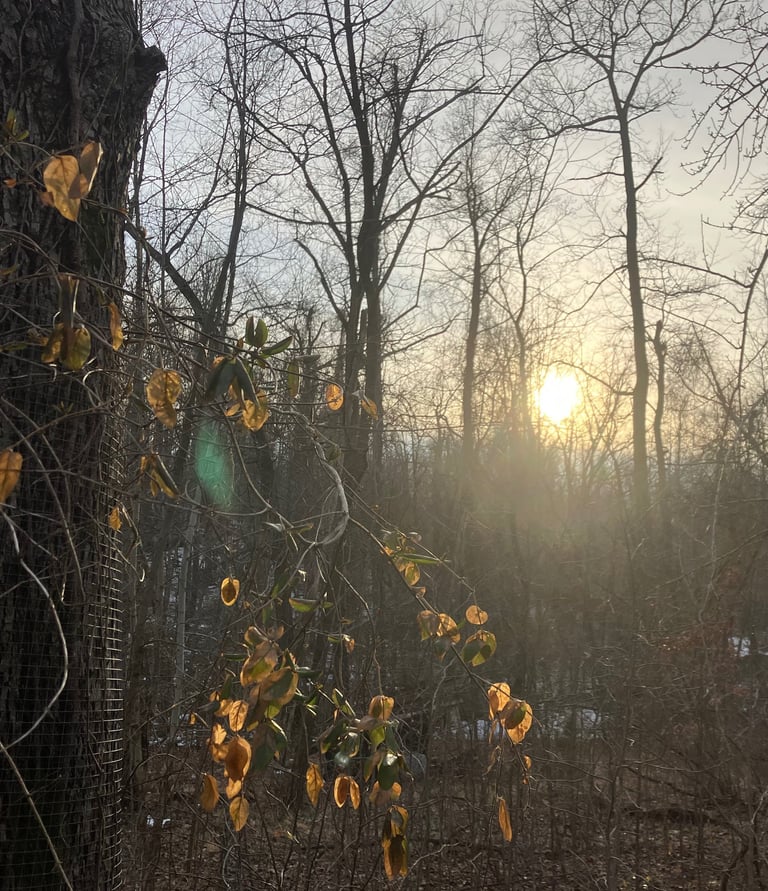 Golden sun setting behind a winter forest with autumn leaves clinging to a tree vine.