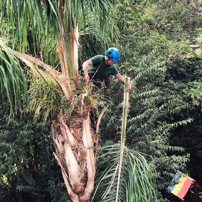 Profesional arborista técnico podando una palmera