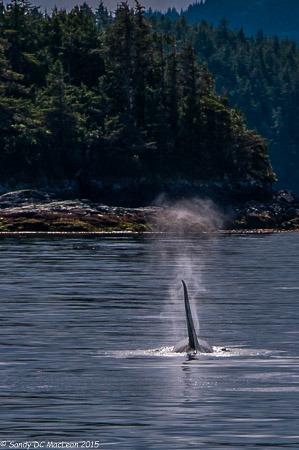 An orca whale breaching the ocean surface with a mist spray near a forested coastline.