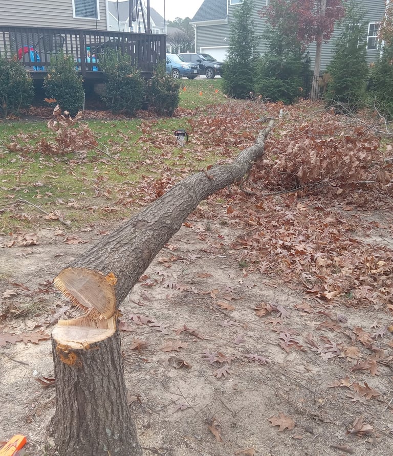 Small Red Oak Tree Removal Chesterfield Virginia