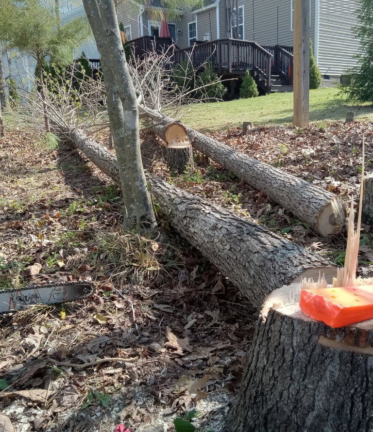 Removing tall and skinny trees in central virginia