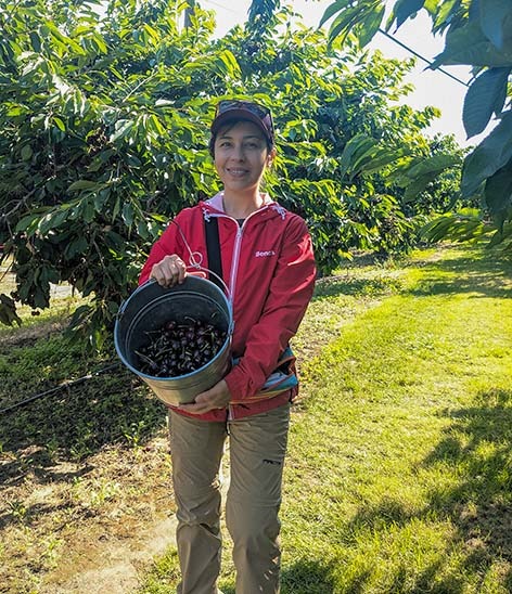 Woman holding a bucket filled with freshly picked cherries in an orchard in Kelowna.