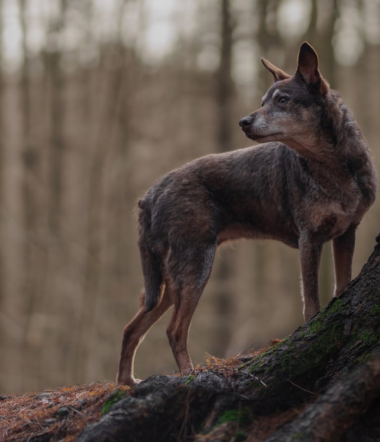 A brown dog standing on a tree pet photography in Wakefield