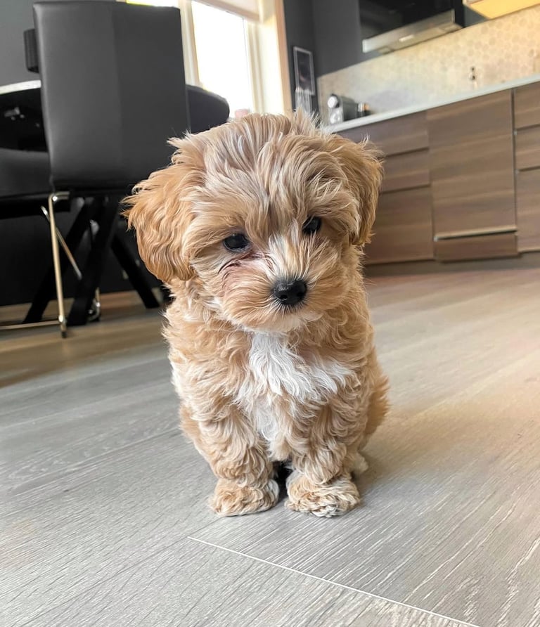 Maltipoo puppies for sale