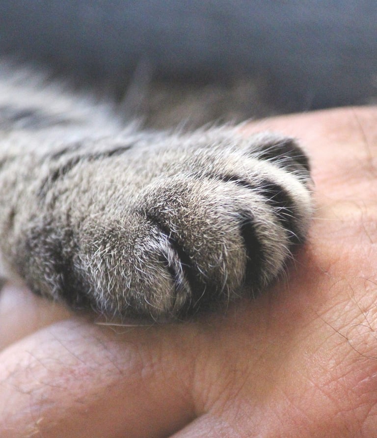 a cat's paw on a person's hand