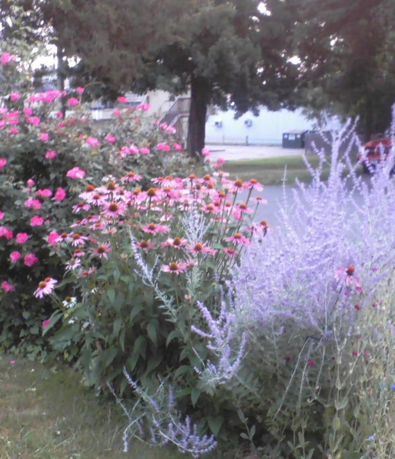 garden bed with russian sage, coneflowers and knockout roses