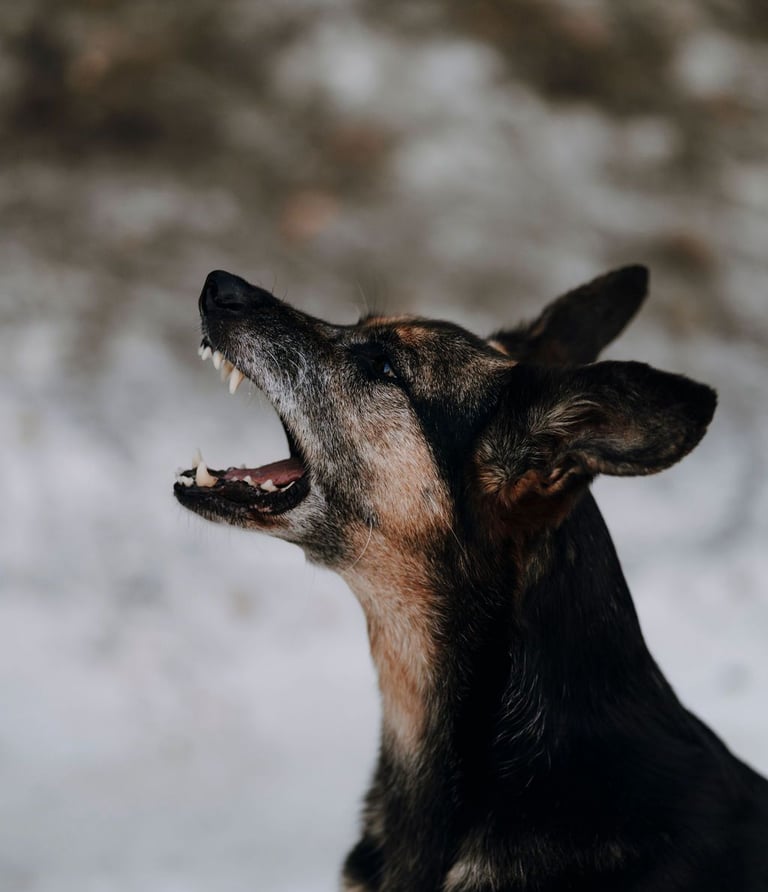 Hund zeigt Zähne