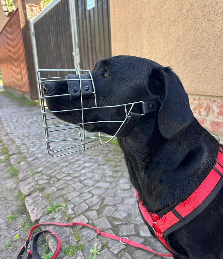 Labrador mit Maulkorb