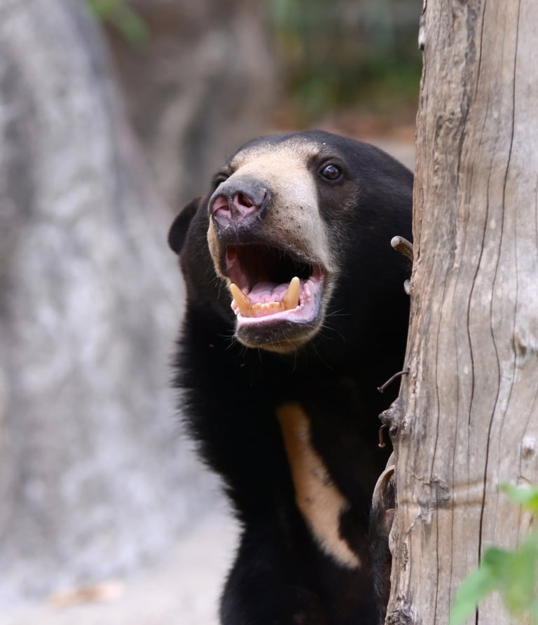 sloth bear in the Churia Valley nepal trekking