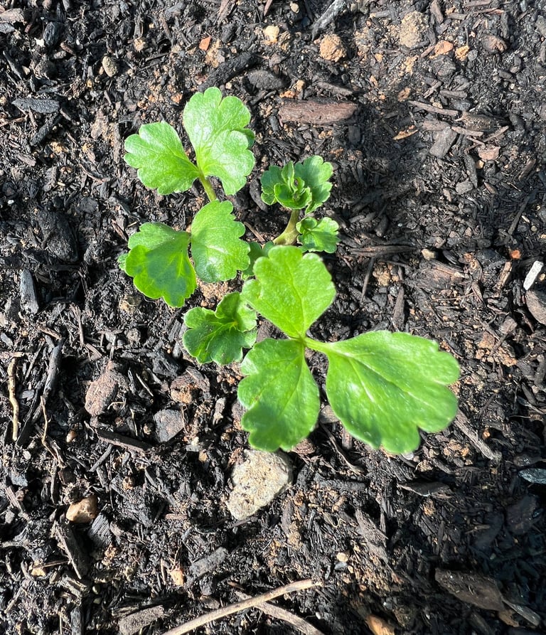 2025 Fall Planted Ranunculus 