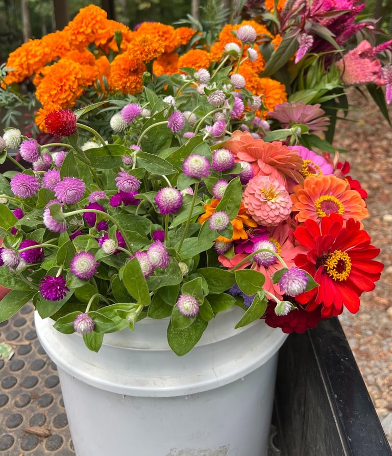 Bucket of fall blooms!